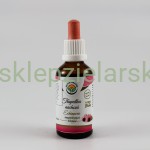 Echinacea- krople (bez alkoholu) 50ml Salvia Paradise  